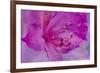 USA, Oregon, Cannon Beach, Flower-Hollice Looney-Framed Premium Photographic Print