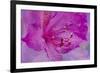 USA, Oregon, Cannon Beach, Flower-Hollice Looney-Framed Premium Photographic Print