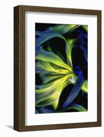 USA, Oregon, Cape Arago. Abstract photo of Pacific bull kelp.-Jaynes Gallery-Framed Photographic Print