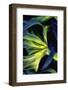 USA, Oregon, Cape Arago. Abstract photo of Pacific bull kelp.-Jaynes Gallery-Framed Photographic Print