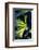 USA, Oregon, Cape Arago. Abstract photo of Pacific bull kelp.-Jaynes Gallery-Framed Photographic Print