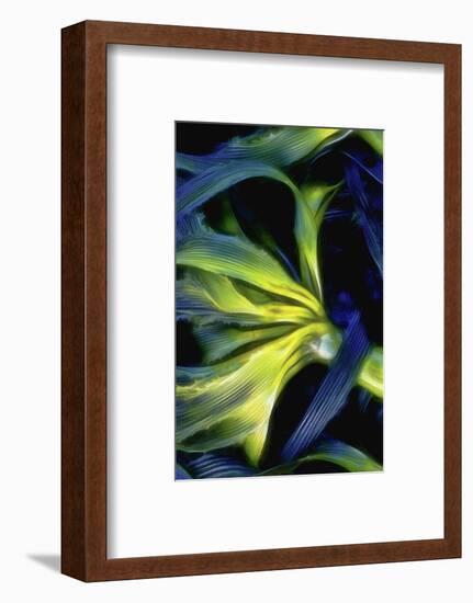 USA, Oregon, Cape Arago. Abstract photo of Pacific bull kelp.-Jaynes Gallery-Framed Photographic Print
