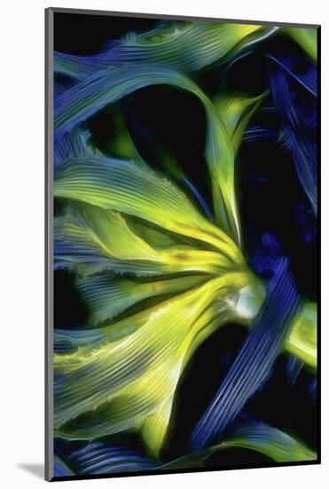 USA, Oregon, Cape Arago. Abstract photo of Pacific bull kelp.-Jaynes Gallery-Mounted Photographic Print