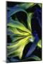 USA, Oregon, Cape Arago. Abstract photo of Pacific bull kelp.-Jaynes Gallery-Mounted Photographic Print