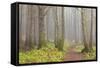 Usa; Oregon Coast; Neptune State Scenic Viewpoint; a Trail into the Foggy Forest-Don Paulson-Framed Stretched Canvas