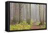 Usa; Oregon Coast; Neptune State Scenic Viewpoint; a Trail into the Foggy Forest-Don Paulson-Framed Stretched Canvas