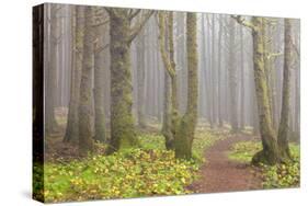 Usa; Oregon Coast; Neptune State Scenic Viewpoint; a Trail into the Foggy Forest-Don Paulson-Stretched Canvas