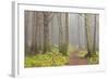 Usa; Oregon Coast; Neptune State Scenic Viewpoint; a Trail into the Foggy Forest-Don Paulson-Framed Photographic Print