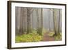 Usa; Oregon Coast; Neptune State Scenic Viewpoint; a Trail into the Foggy Forest-Don Paulson-Framed Photographic Print