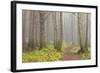 Usa; Oregon Coast; Neptune State Scenic Viewpoint; a Trail into the Foggy Forest-Don Paulson-Framed Photographic Print