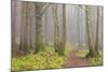Usa; Oregon Coast; Neptune State Scenic Viewpoint; a Trail into the Foggy Forest-Don Paulson-Mounted Photographic Print