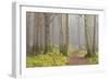 Usa; Oregon Coast; Neptune State Scenic Viewpoint; a Trail into the Foggy Forest-Don Paulson-Framed Photographic Print