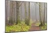 Usa; Oregon Coast; Neptune State Scenic Viewpoint; a Trail into the Foggy Forest-Don Paulson-Mounted Photographic Print