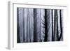 Usa; Oregon Coast; Neptune State Scenic Viewpoint; Foggy ; Forest-Don Paulson-Framed Photographic Print