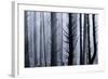 Usa; Oregon Coast; Neptune State Scenic Viewpoint; Foggy ; Forest-Don Paulson-Framed Photographic Print