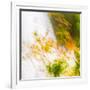 USA, Oregon, Columbia River Gorge area. Fall Color Abstractions.-Brent Bergherm-Framed Photographic Print