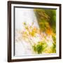 USA, Oregon, Columbia River Gorge area. Fall Color Abstractions.-Brent Bergherm-Framed Photographic Print