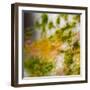 USA, Oregon, Columbia River Gorge area. Fall Color Abstractions.-Brent Bergherm-Framed Photographic Print