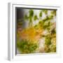 USA, Oregon, Columbia River Gorge area. Fall Color Abstractions.-Brent Bergherm-Framed Photographic Print