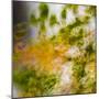 USA, Oregon, Columbia River Gorge area. Fall Color Abstractions.-Brent Bergherm-Mounted Photographic Print