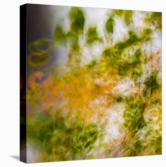 USA, Oregon, Columbia River Gorge area. Fall Color Abstractions.-Brent Bergherm-Stretched Canvas