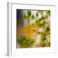 USA, Oregon, Columbia River Gorge area. Fall Color Abstractions.-Brent Bergherm-Framed Premium Photographic Print