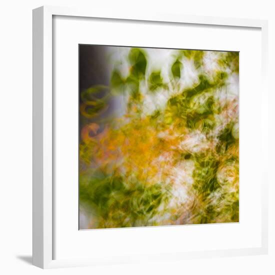 USA, Oregon, Columbia River Gorge area. Fall Color Abstractions.-Brent Bergherm-Framed Premium Photographic Print