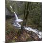 USA, Oregon, Columbia River Gorge area, ponytail falls.-Brent Bergherm-Mounted Photographic Print