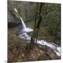 USA, Oregon, Columbia River Gorge area, ponytail falls.-Brent Bergherm-Mounted Photographic Print