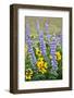 USA, Oregon, Columbia River Gorge, Close-Up of Lupine and Black-Eyed Susan-Hollice Looney-Framed Photographic Print