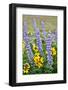 USA, Oregon, Columbia River Gorge, Close-Up of Lupine and Black-Eyed Susan-Hollice Looney-Framed Photographic Print