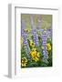 USA, Oregon, Columbia River Gorge, Close-Up of Lupine and Black-Eyed Susan-Hollice Looney-Framed Photographic Print