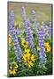 USA, Oregon, Columbia River Gorge, Close-Up of Lupine and Black-Eyed Susan-Hollice Looney-Mounted Photographic Print