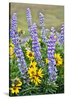 USA, Oregon, Columbia River Gorge, Close-Up of Lupine and Black-Eyed Susan-Hollice Looney-Stretched Canvas