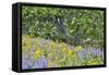 USA, Oregon, Columbia River Gorge, Field Along Dalles Mountain Road-Hollice Looney-Framed Stretched Canvas