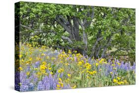 USA, Oregon, Columbia River Gorge, Field Along Dalles Mountain Road-Hollice Looney-Stretched Canvas