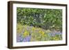 USA, Oregon, Columbia River Gorge, Field Along Dalles Mountain Road-Hollice Looney-Framed Photographic Print