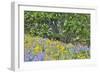 USA, Oregon, Columbia River Gorge, Field Along Dalles Mountain Road-Hollice Looney-Framed Photographic Print