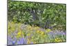 USA, Oregon, Columbia River Gorge, Field Along Dalles Mountain Road-Hollice Looney-Mounted Photographic Print