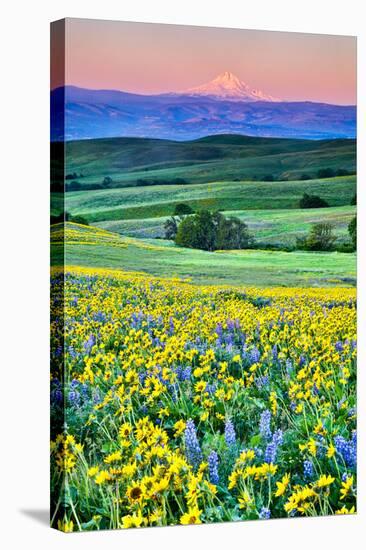 USA, Oregon, Columbia River Gorge landscape of field and Mt. Hood-Hollice Looney-Stretched Canvas