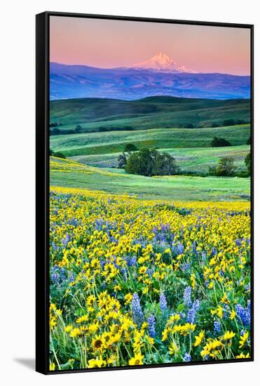 USA, Oregon, Columbia River Gorge landscape of field and Mt. Hood-Hollice Looney-Framed Stretched Canvas