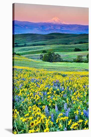 USA, Oregon, Columbia River Gorge landscape of field and Mt. Hood-Hollice Looney-Stretched Canvas