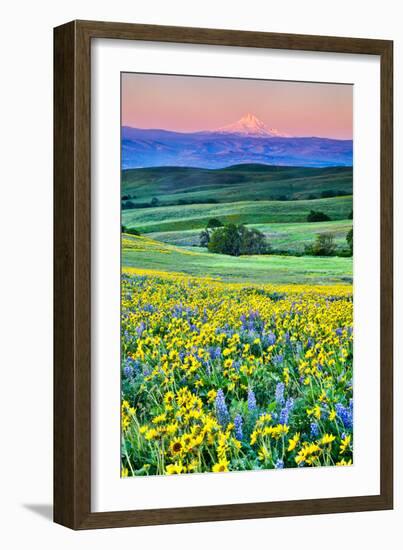 USA, Oregon, Columbia River Gorge landscape of field and Mt. Hood-Hollice Looney-Framed Photographic Print