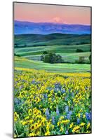 USA, Oregon, Columbia River Gorge landscape of field and Mt. Hood-Hollice Looney-Mounted Photographic Print