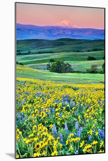 USA, Oregon, Columbia River Gorge landscape of field and Mt. Hood-Hollice Looney-Mounted Photographic Print