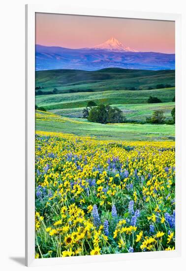 USA, Oregon, Columbia River Gorge landscape of field and Mt. Hood-Hollice Looney-Framed Premium Photographic Print