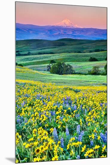 USA, Oregon, Columbia River Gorge landscape of field and Mt. Hood-Hollice Looney-Mounted Premium Photographic Print