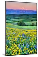 USA, Oregon, Columbia River Gorge landscape of field and Mt. Hood-Hollice Looney-Mounted Photographic Print