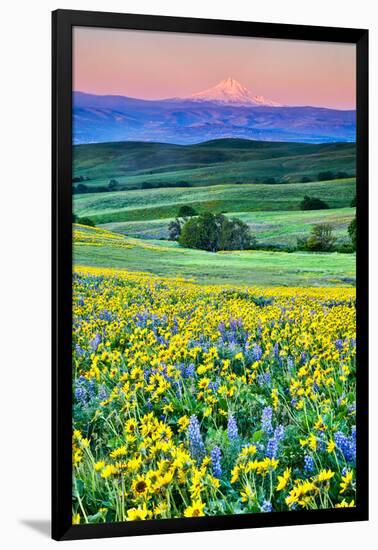 USA, Oregon, Columbia River Gorge landscape of field and Mt. Hood-Hollice Looney-Framed Photographic Print