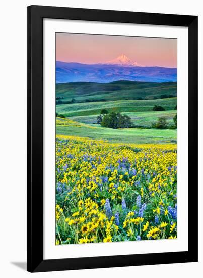 USA, Oregon, Columbia River Gorge landscape of field and Mt. Hood-Hollice Looney-Framed Photographic Print
